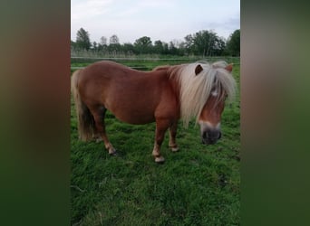 Mini pony Shetland, Yegua, 17 años, 80 cm, Alazán