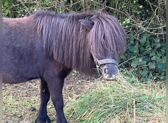 Mini pony Shetland, Yegua, 17 años, 80 cm, Negro
