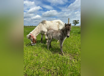Mini pony Shetland, Yegua, 17 años, 90 cm