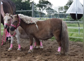 Mini pony Shetland, Yegua, 18 años, 82 cm, Castaño