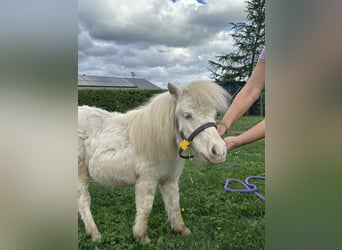 Mini pony Shetland, Yegua, 1 año, Cremello