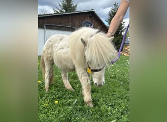 Mini pony Shetland, Yegua, 1 año, Cremello