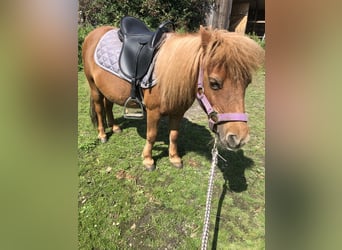 Mini pony Shetland, Yegua, 20 años, 87 cm, Alazán