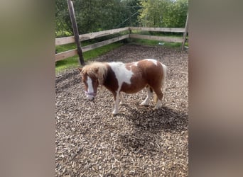 Mini pony Shetland, Yegua, 2 años, 73 cm, Pío