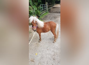 Mini pony Shetland, Yegua, 2 años, 82 cm, Alazán