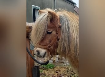 Mini pony Shetland, Yegua, 2 años, 82 cm, Bayo