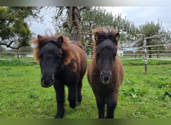 Mini pony Shetland, Yegua, 2 años, 82 cm, Negro