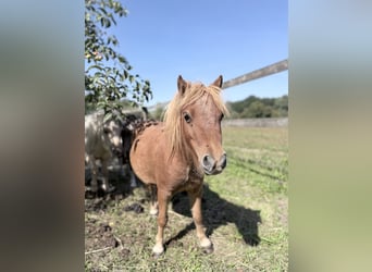 Mini pony Shetland, Yegua, 2 años, 85 cm, Alazán