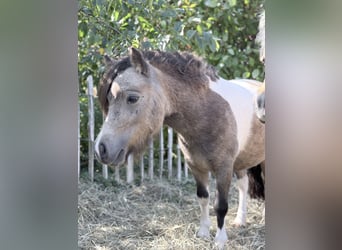 Mini pony Shetland, Yegua, 2 años, 85 cm, Pío