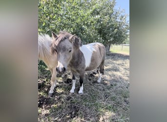 Mini pony Shetland, Yegua, 2 años, 85 cm, Pío