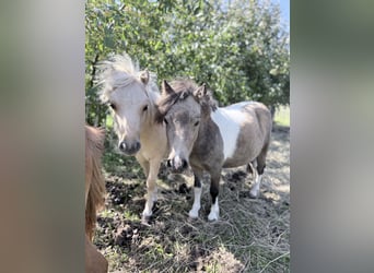Mini pony Shetland, Yegua, 2 años, 85 cm, Pío