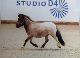 Mini pony Shetland, Yegua, 3 años, 78 cm, Castaño-ruano