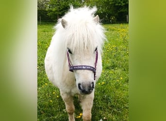 Mini pony Shetland, Yegua, 3 años, 78 cm, Palomino