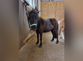 Mini pony Shetland Mestizo, Yegua, 3 años, 80 cm, Negro