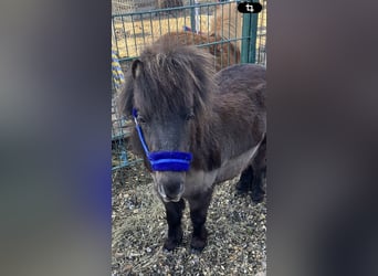 Mini pony Shetland, Yegua, 3 años, 81 cm, Castaño oscuro