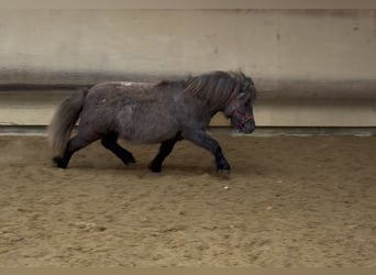 Mini pony Shetland, Yegua, 3 años, 81 cm, Tordo