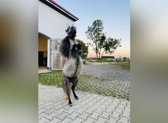 Mini pony Shetland, Yegua, 4 años, 75 cm, Tordo