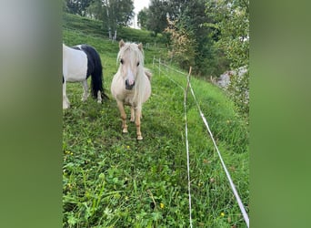 Mini pony Shetland, Yegua, 4 años, 78 cm, Dunalino (Cervuno x Palomino)