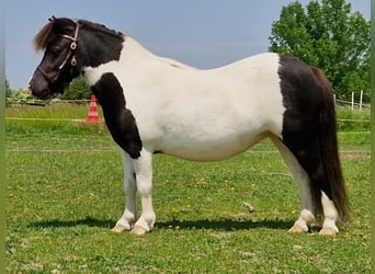 Mini pony Shetland, Yegua, 4 años, 84 cm, Pío