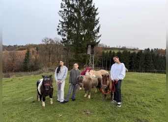 Mini pony Shetland, Yegua, 4 años, 86 cm, Alazán