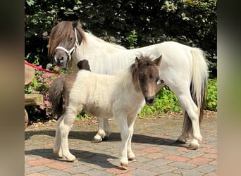 Mini pony Shetland, Yegua, 4 años, 86 cm, Pío