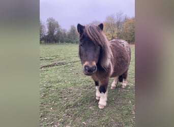 Mini pony Shetland, Yegua, 5 años, 80 cm, Atigrado/Moteado