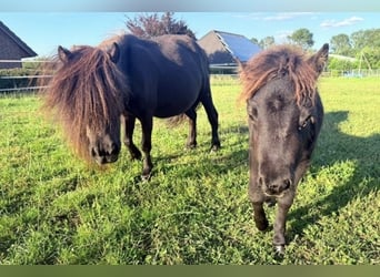 Mini pony Shetland, Yegua, 5 años, 81 cm, Negro