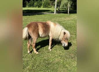 Mini pony Shetland, Yegua, 5 años, 82 cm, Alazán