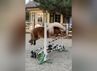 Mini pony Shetland, Yegua, 5 años, 82 cm, Alazán