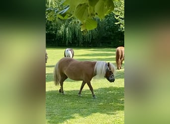 Mini pony Shetland, Yegua, 5 años, 82 cm, Alazán