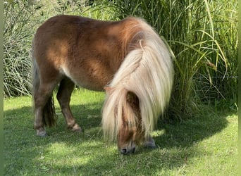 Mini pony Shetland, Yegua, 5 años, 82 cm, Alazán