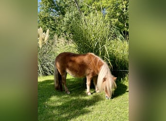 Mini pony Shetland, Yegua, 5 años, 82 cm, Alazán