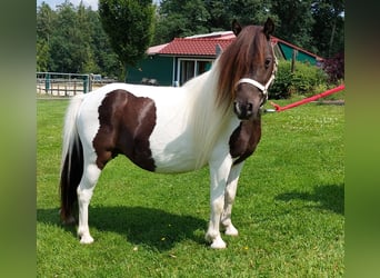 Mini pony Shetland, Yegua, 5 años, 86 cm, Pío