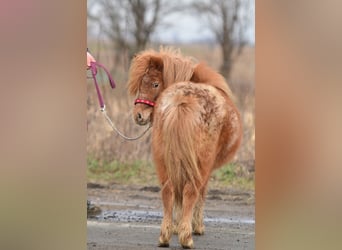 Mini pony Shetland, Yegua, 5 años, 90 cm, Atigrado/Moteado