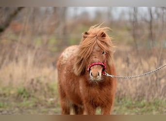 Mini pony Shetland, Yegua, 5 años, 90 cm, Atigrado/Moteado