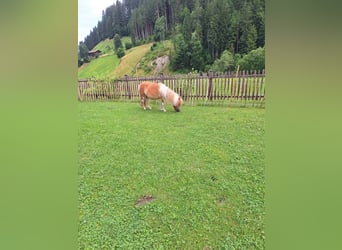 Mini pony Shetland, Yegua, 5 años, 90 cm, Pío