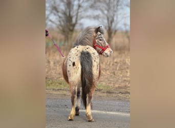 Mini pony Shetland, Yegua, 5 años, 93 cm, Atigrado/Moteado