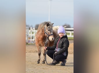 Mini pony Shetland, Yegua, 5 años, 93 cm, Atigrado/Moteado