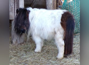 Mini pony Shetland, Yegua, 6 años, 74 cm, Pío