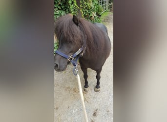 Mini pony Shetland, Yegua, 6 años, 80 cm, Negro