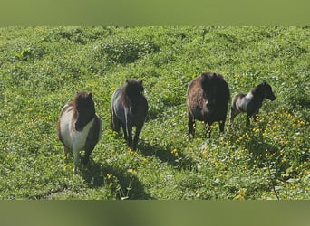 Mini pony Shetland, Yegua, 6 años, 80 cm, Pío