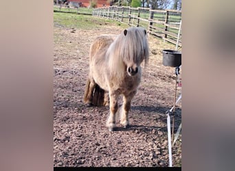 Mini pony Shetland, Yegua, 6 años, 86 cm, Cremello