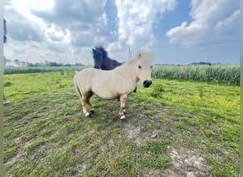Mini pony Shetland, Yegua, 7 años, 70 cm, Palomino