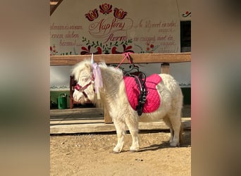 Mini pony Shetland, Yegua, 7 años, 80 cm, Cremello