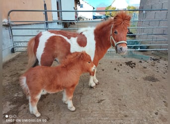 Mini pony Shetland, Yegua, 7 años, 80 cm, Pío