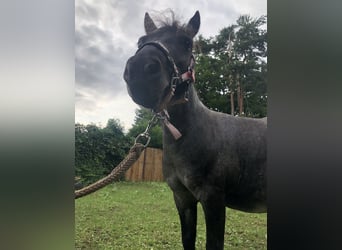 Mini pony Shetland, Yegua, 7 años, 82 cm