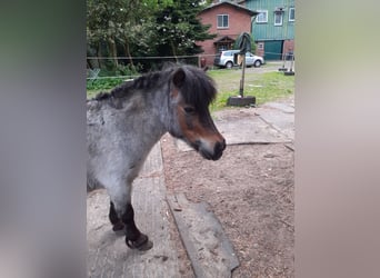 Mini pony Shetland, Yegua, 8 años, 75 cm