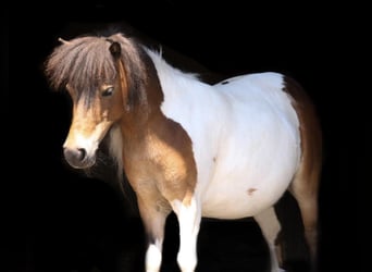 Mini pony Shetland, Yegua, 8 años, 77 cm, Pío