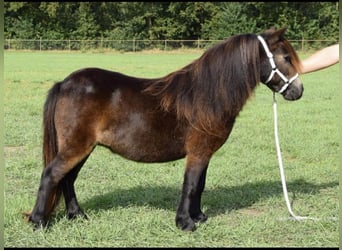 Mini pony Shetland, Yegua, 8 años, 80 cm, Castaño