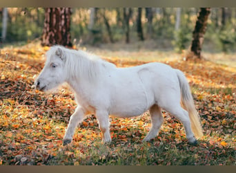 Mini pony Shetland, Yegua, 8 años, 80 cm, Cremello